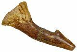 Bargain, Fossil Sawfish (Onchopristis) Rostral Barb - Morocco #351672-1